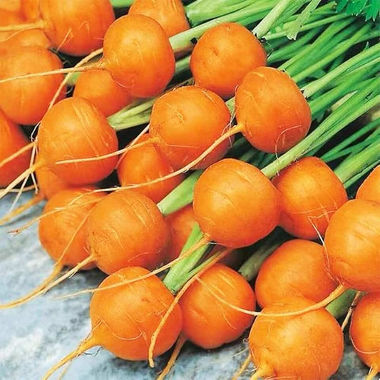Carrot 'Paris Market'