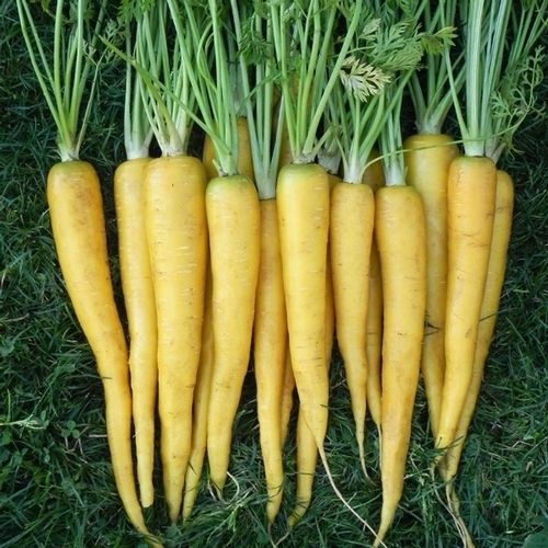 Carrot "Solar Yellow"