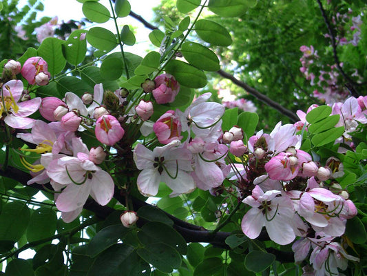 Cassia javanica