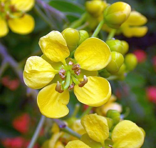 Cassia siamea