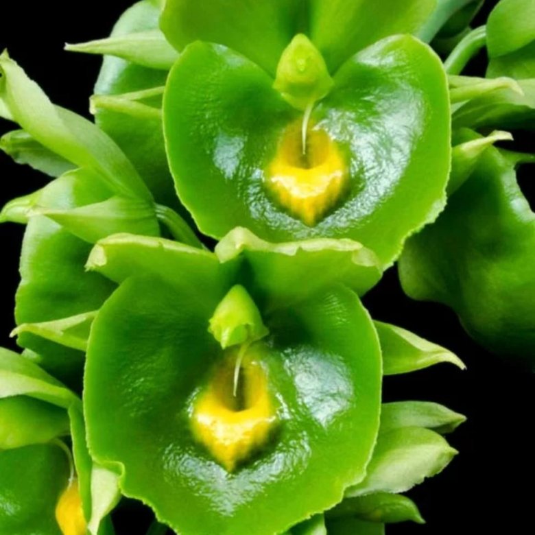 Catasetum expansum green orchid