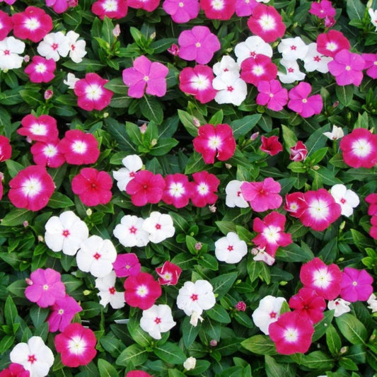 Catharanthus roseus 'Vinca rosea dwarf' mix