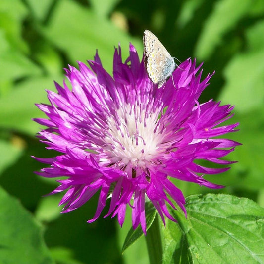 Centaurea Dealbata ( Persian Cornflower )