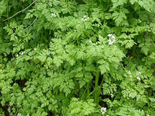 Chervil