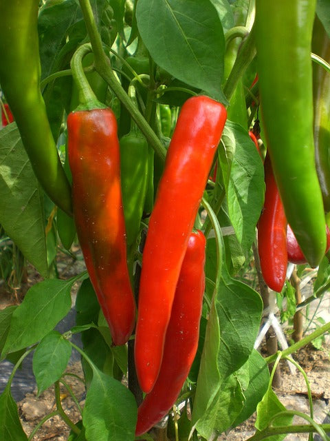 Chile Red Pepper