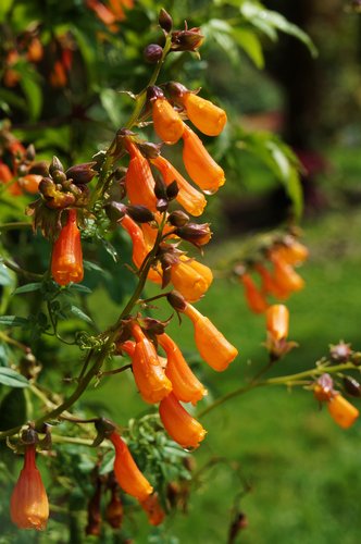 Chilean Glory Vine