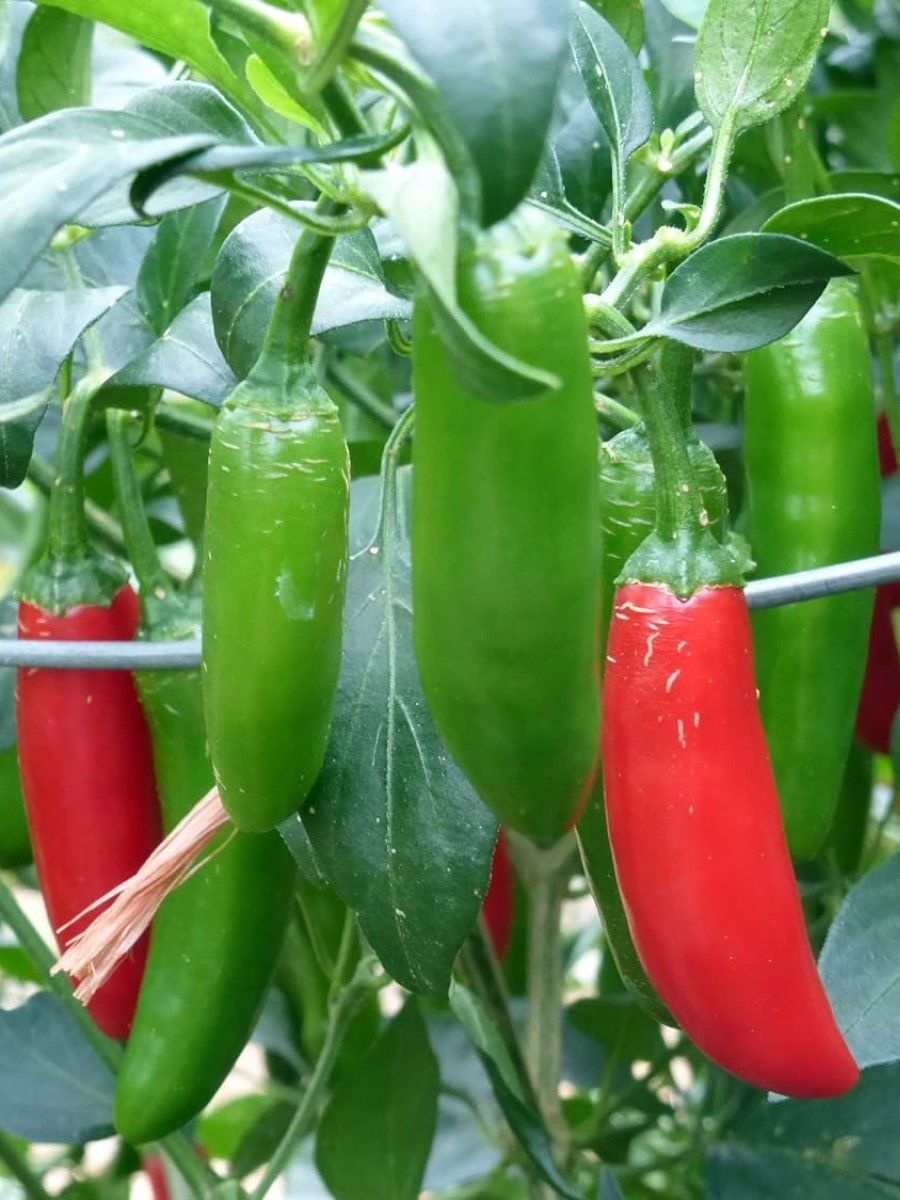 Chilli pepper serrano