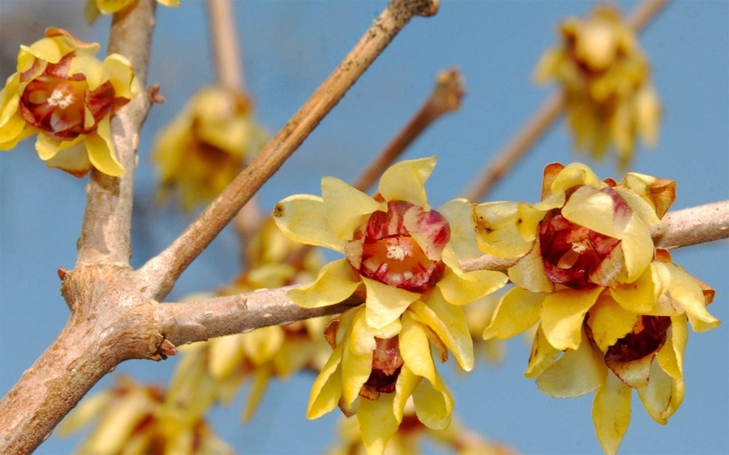 Chimonanthus Praecox