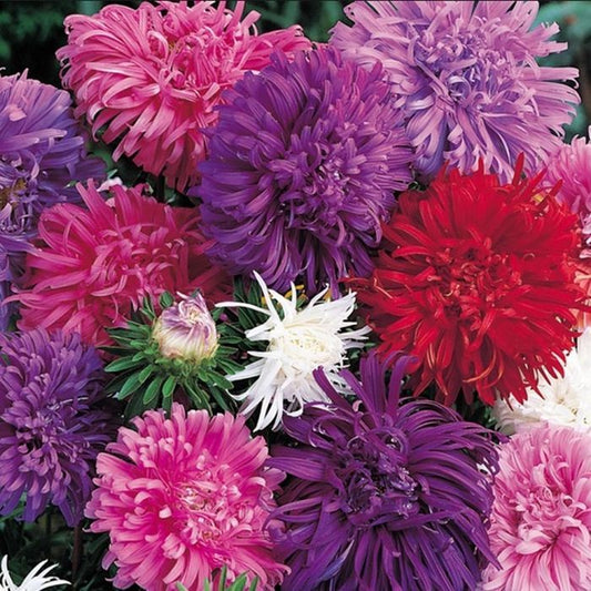 China Aster Mixed
