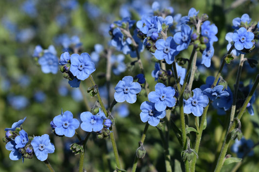 Chinese Forget me not blue