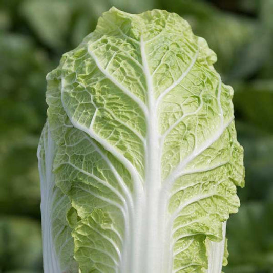 Chinese cabbage 'Hilton'