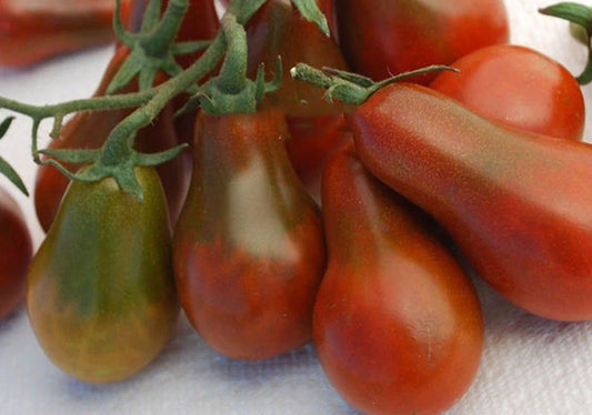 Chocolate Pear Tomato