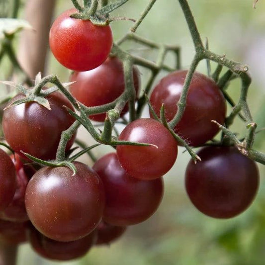 Chocolate Potty Cherry Tomato