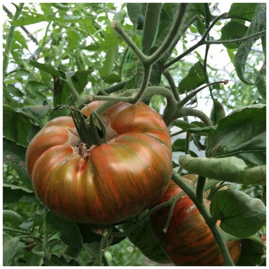 Chocolate Stripes Tomato