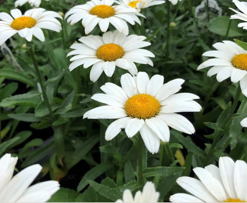Chrysanthemum leucanthemum 'May Queen'
