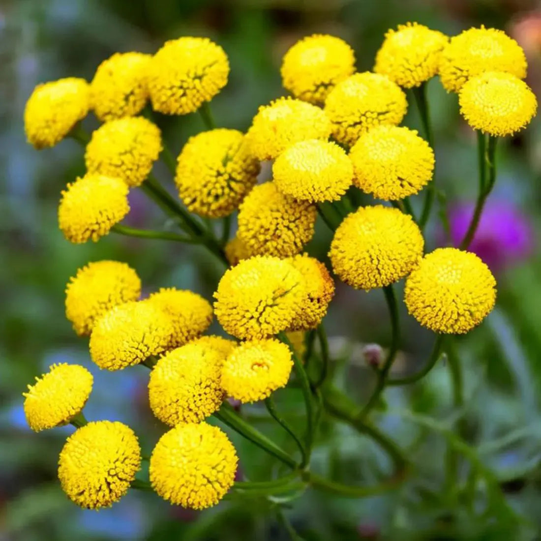 Chrysanthemum parthenium 'Goldball flower'
