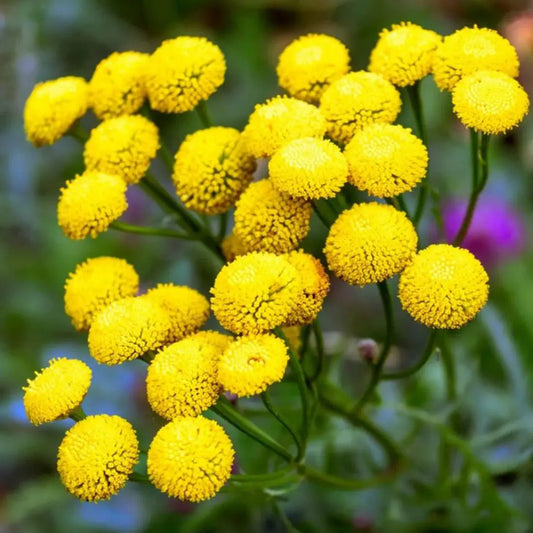 Chrysanthemum parthenium 'Goldball flower'