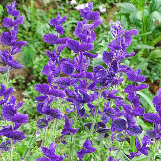 Clary Sage "Blue Monday"