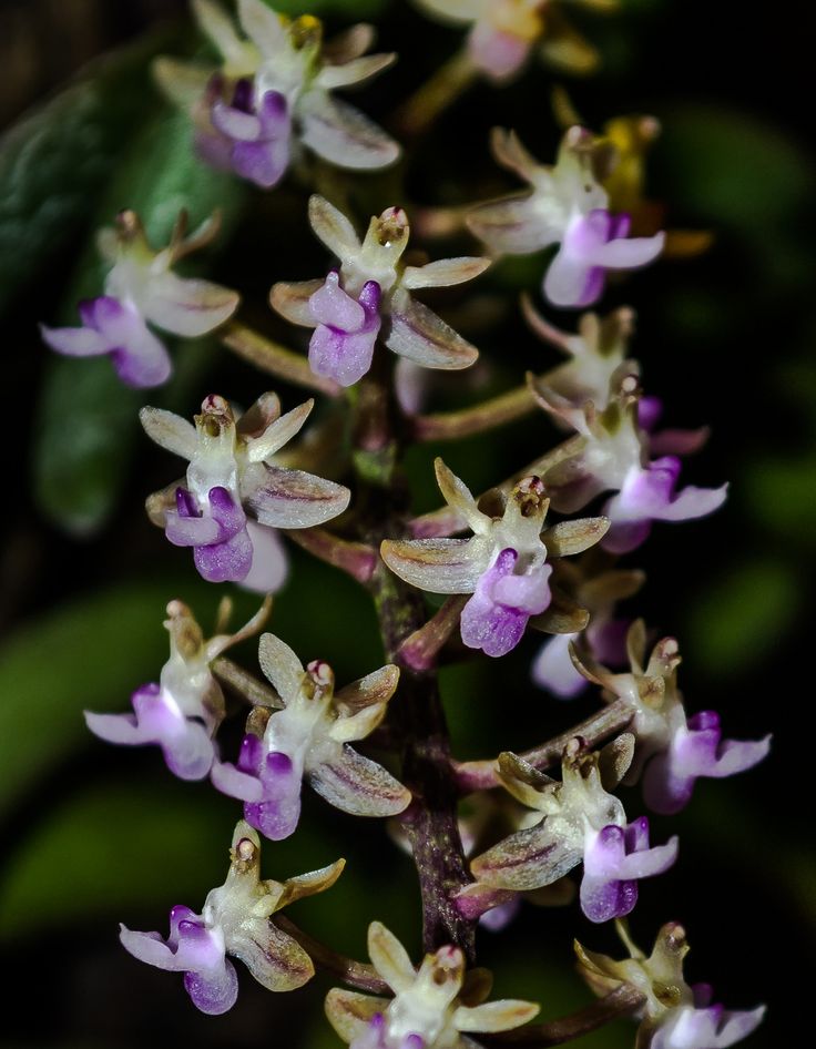 Cleisostoma arietinum orchid