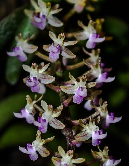 Cleisostoma arietinum orchid