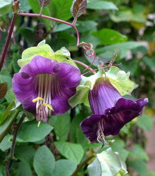Cup And Saucer Purple
