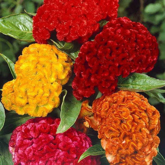 Cockscomb dwarf mix