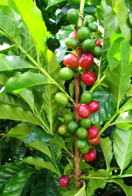 Coffee plant