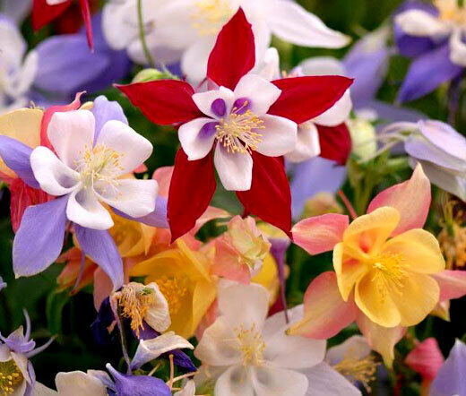 Columbine 'McKana Giant' Mix