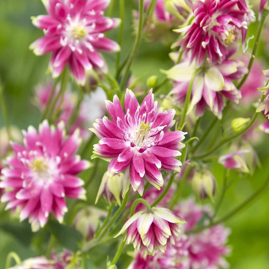 Columbine 'Nora Barlow'