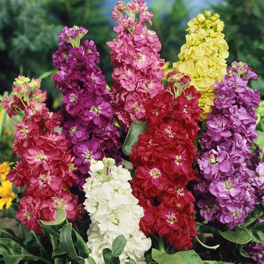 Column Stock Mammouth Excelsior mix - (Matthiola Incana)