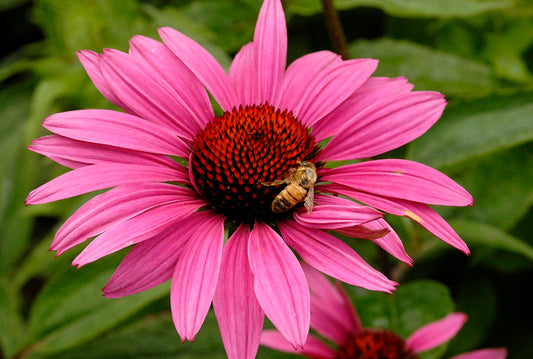 Coneflower Purple 'Ruby Strar'