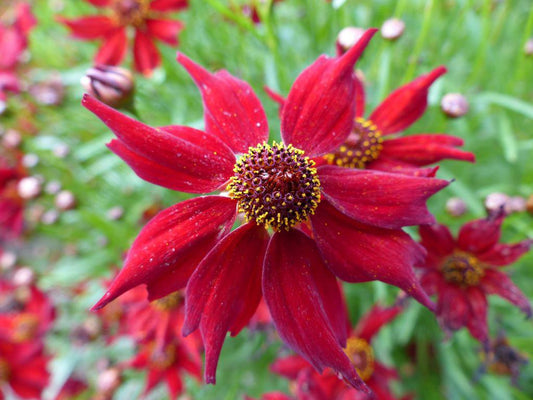 Coreopsis Amulet Red