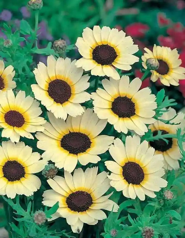 Corn Marigold Eastern Star