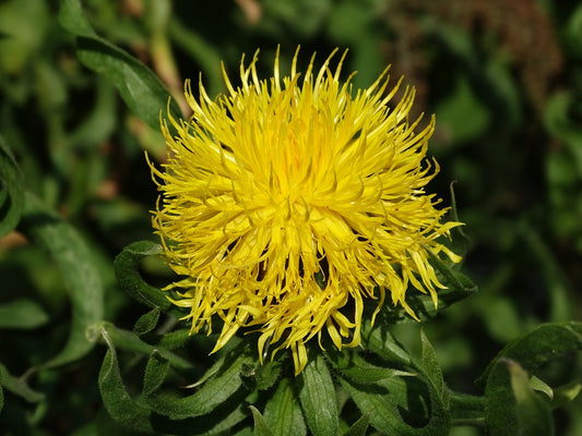 Cornflower Sweet Sultan Yellow