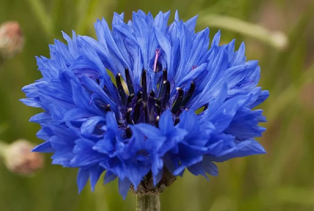 Cornflower 'Blue Diadem'