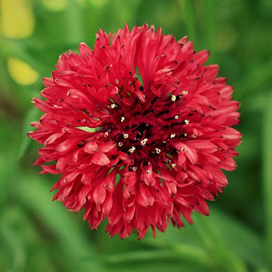 Cornflower "Red ball"