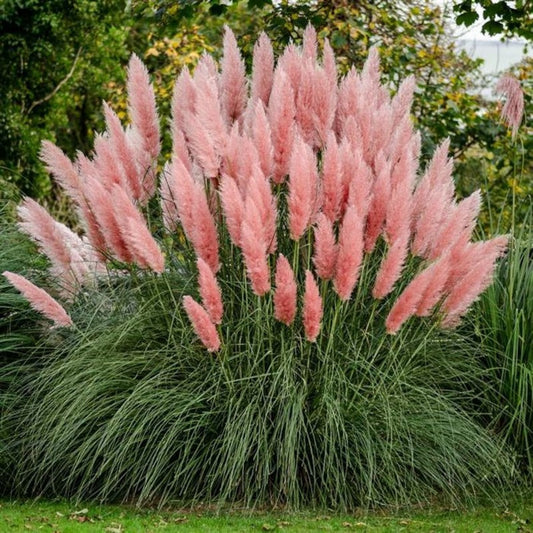 Cortaderia selloana 'Pampas Grass Pink'
