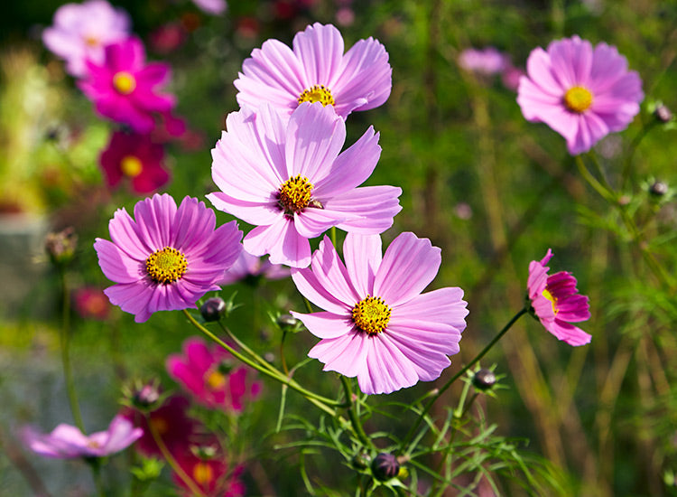 Cosmos bipinnatus