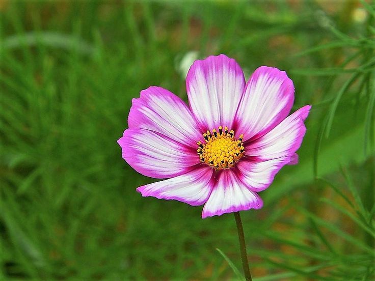 Cosmos Bipinnatus, 'Candy Stripe' Mix
