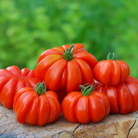 Costoluto Fiorentino tomato