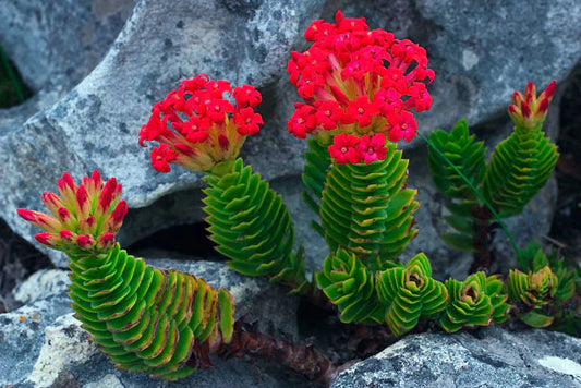 Crassula coccinea