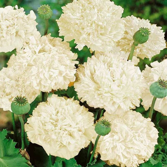 Cream Peony Poppy