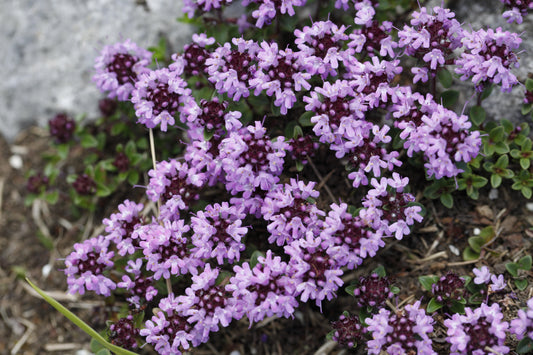 Creeping Lemon Thyme
