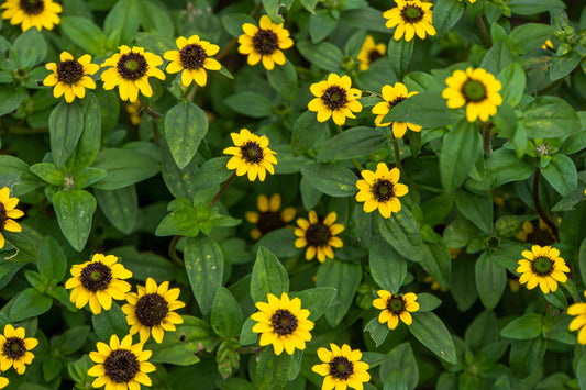 Creeping Zinnia
