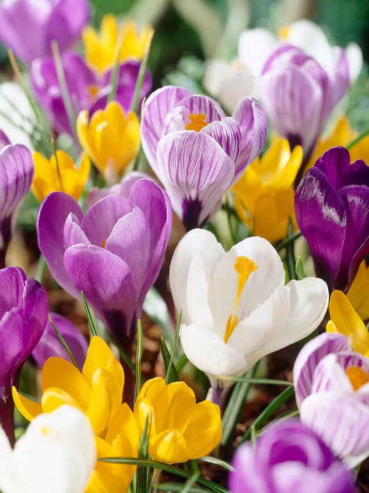 Crocus Mix