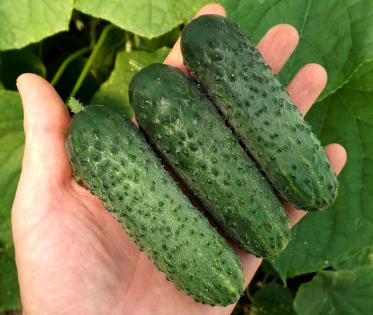 Cucumber F1 Orpheus