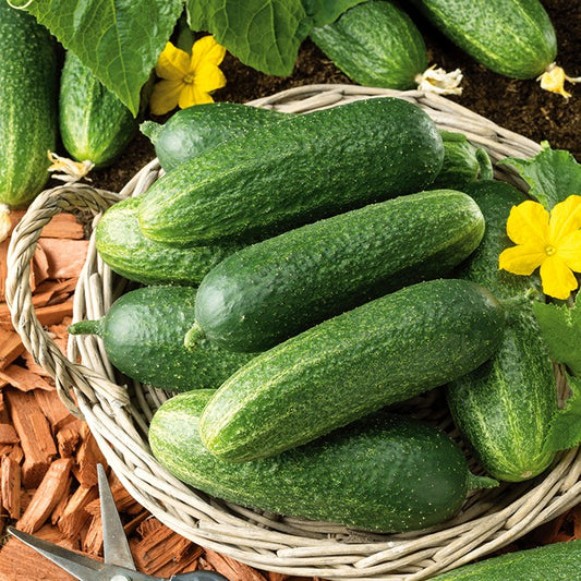 Cucumber Partner F1