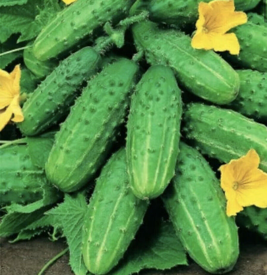 Cucumber 'Gherkin' F1