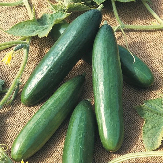 Cucumber 'Obelix' F1