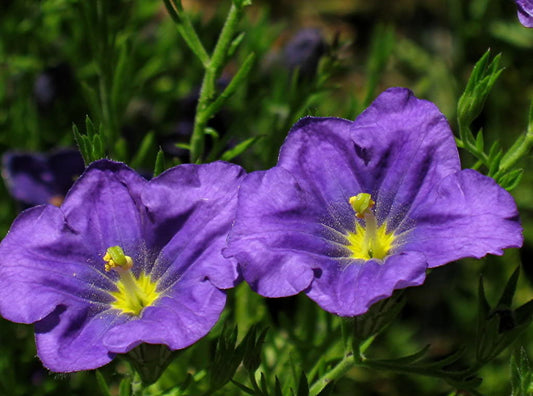 Cupflower 'Purple robe'